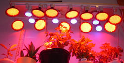 LED Grow Lights - Hydropnics