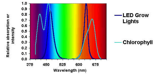 WHY LEDs MAKE BETTER PLANT LIGHTS 